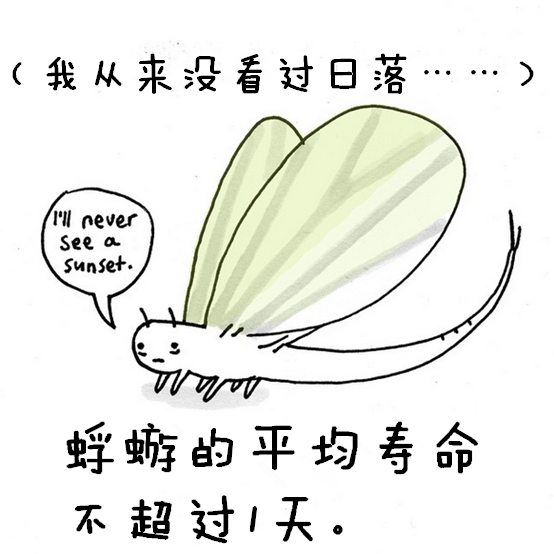 涨姿势：猪是看不到天空的：）