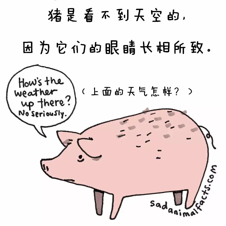 涨姿势：猪是看不到天空的：）
