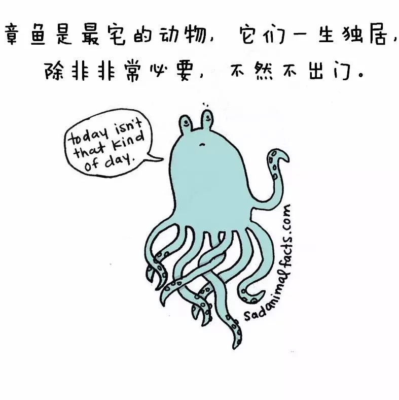 涨姿势：猪是看不到天空的：）