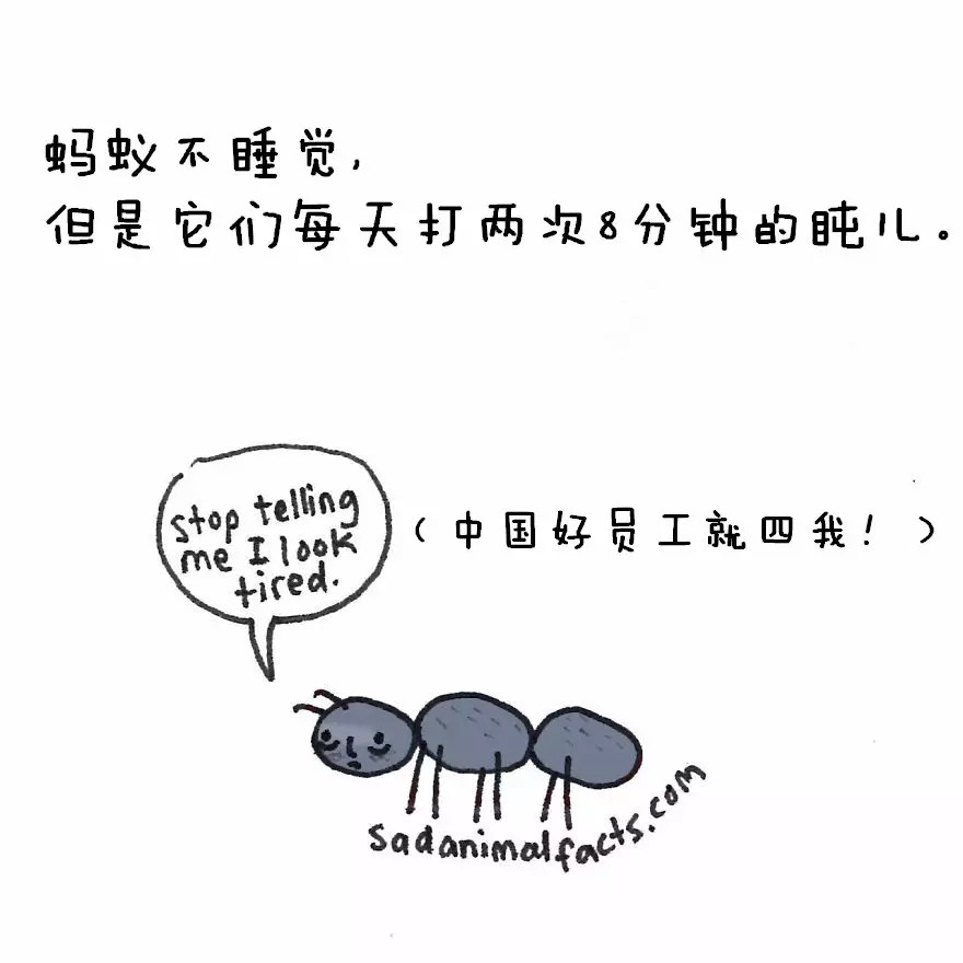 涨姿势：猪是看不到天空的：）