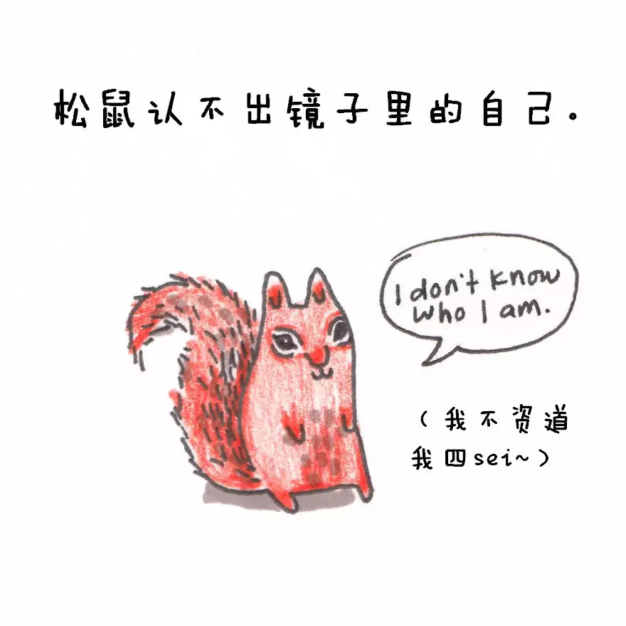 涨姿势：猪是看不到天空的：）