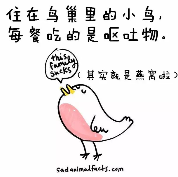 涨姿势：猪是看不到天空的：）