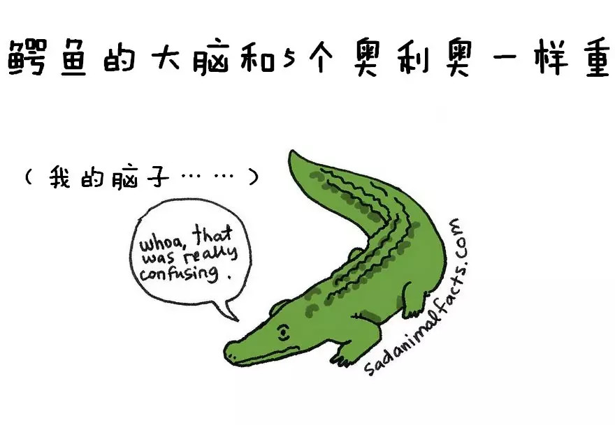 涨姿势：猪是看不到天空的：）