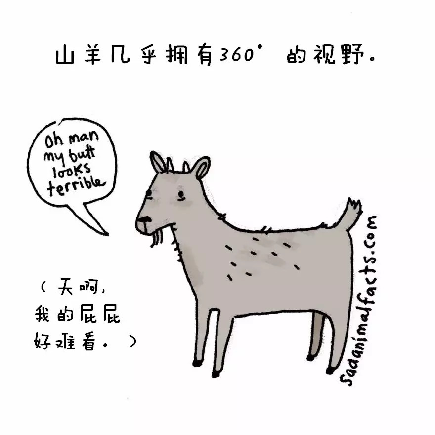 涨姿势：猪是看不到天空的：）