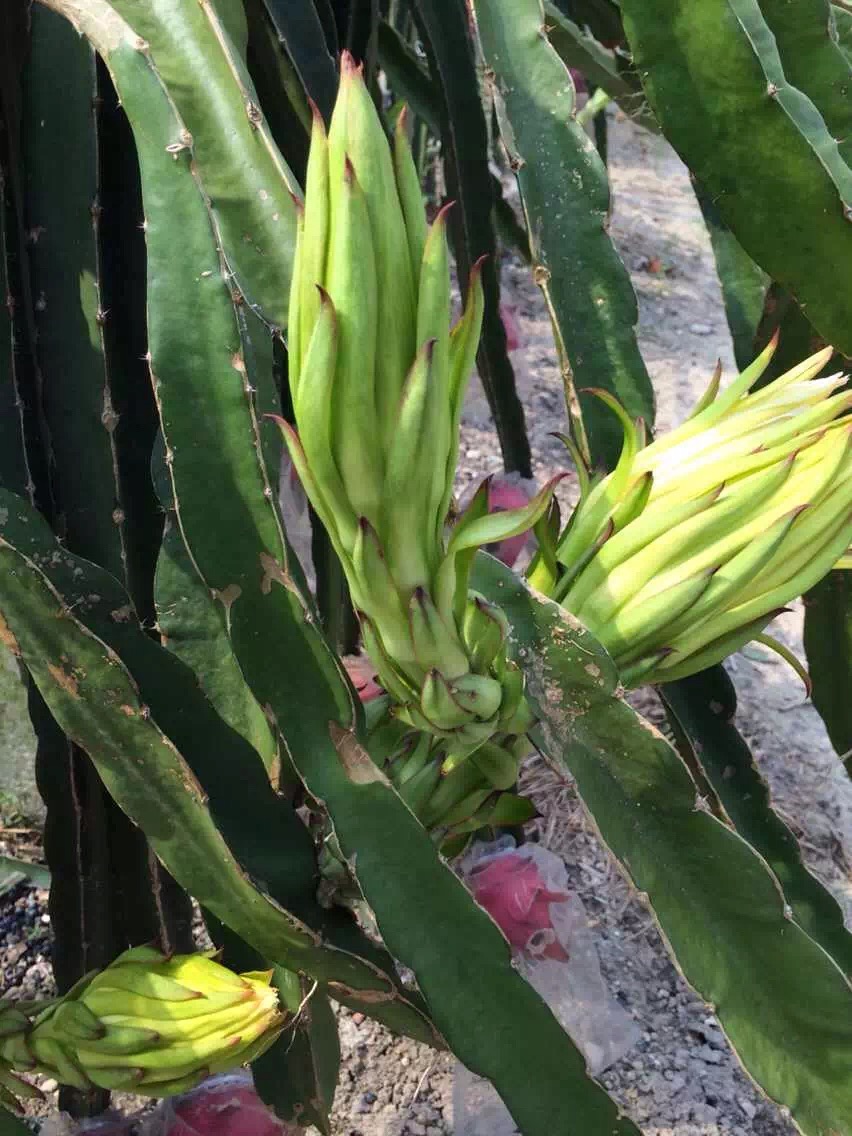 涨姿势：红龙果原来是长在仙人掌上的，哈！