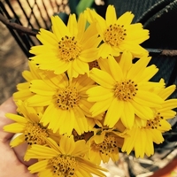 生如夏花般绚灿