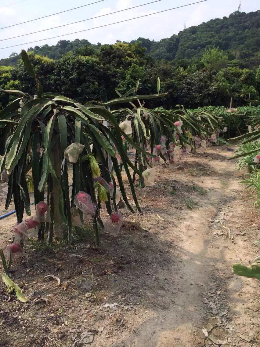 涨姿势：红龙果原来是长在仙人掌上的，哈！