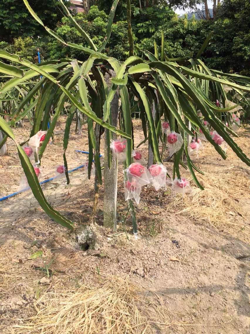 涨姿势：红龙果原来是长在仙人掌上的，哈！